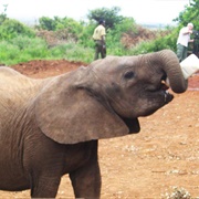 Adopt an Elephant and Visit Conservancies