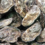 Oyster