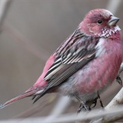 Pallas's Rosefinch