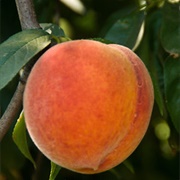 Santa Barbara Peach