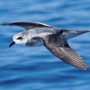 Black-Winged Petrel