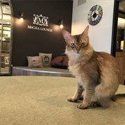 Mocha Lounge