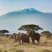 Climb Kilimanjaro, Tanzania