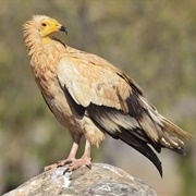 Egyptian Vulture
