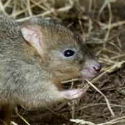 Brush-Tailed Bettong