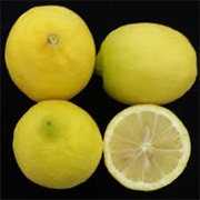 Kutdiken Lemon
