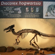 Dracorex Hogwartsia