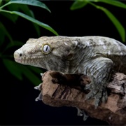 New Caledonian Gecko