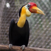 Wrinkled Hornbill