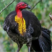 Australian Brush Turkey