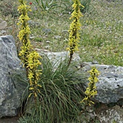 Yellow Asphodel