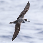 White-Necked Petrel