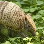 La Plata Three-Banded Armadillo