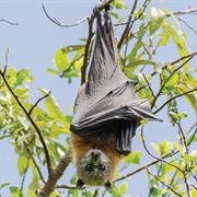 Grey-Headed Flying Fox