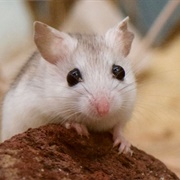 Perdido Key Beach Mouse