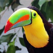 Toucans