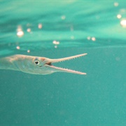 Hunting Needlefish