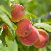 Floridadawn Peach