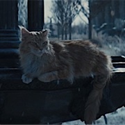 Buttercup (The Hunger Games)