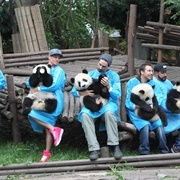 Hold a Panda
