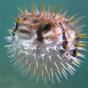 Blow Fish