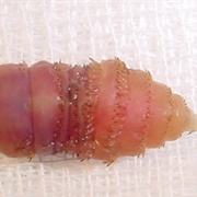Horse Botfly