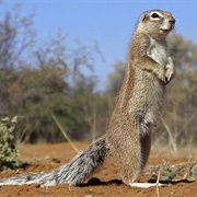 Striped Ground Squirrel