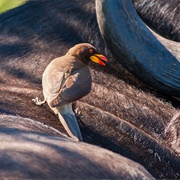 Yellow-Billed Oxpecker