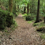 Waiotemarama Loop Track