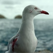 Steven Seagull (The Shallows)