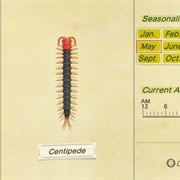 Centipede