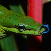 Red Tailed Green Rat Snake