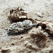 Boubyan Island, Kuwait