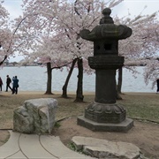 Japanese Lantern and First Cherry Tree