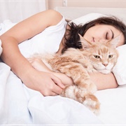 Sleep With a Cat