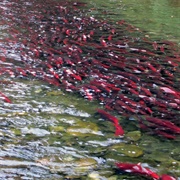 The Sockeye Salmon Migration (BC)