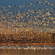 Bombay Hook National Wildlife Refuge