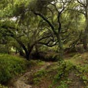 Whiting Ranch Regional Park