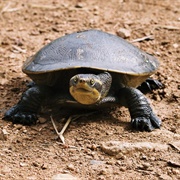 Freshwater Turtle