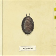 Abalone