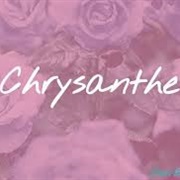 Chrysanthe