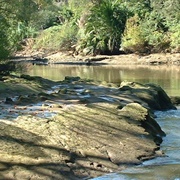 Henderson Twin Stream