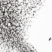 Sky Blue Sky (Wilco, 2007)