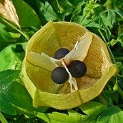 Balloon Plant (Cardiospermum Halicacabum)