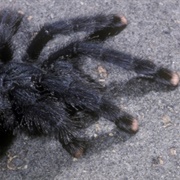 Pink-Toed Tarantula