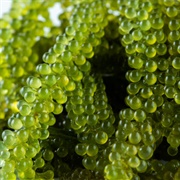 Sea Grapes