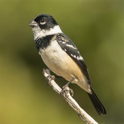 Morelet's Seedeater