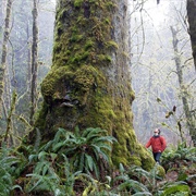 Explore an Old Growth Forest (BC)