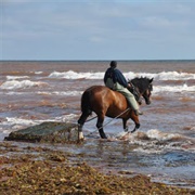 Harvest Sea Plants (PEI)
