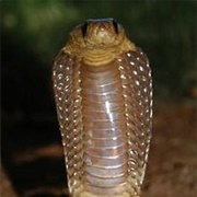 Cape Cobra